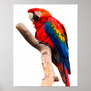 Póster Loro colorido