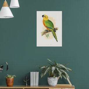 Póster Loro, Conuro Jendaya,