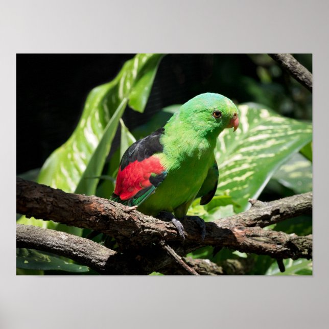 Póster Loro de alas rojas en la médula del árbol (Frente)