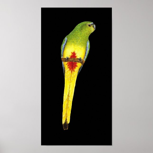 Póster Loro de barriga naranja - Neophema chrysogaster (Frente)