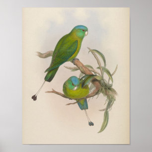 Póster Loro de cola de raqueta pequeña por John Gould Imp
