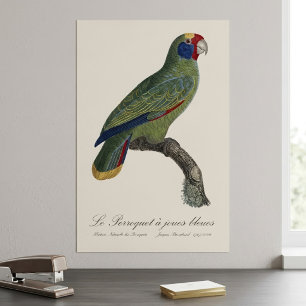 Póster Loro de Cola Roja Amazona, Amazona Brasiliensis