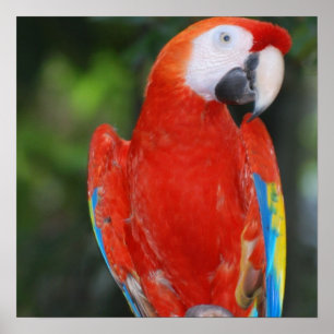 Póster Loro de colores vivos