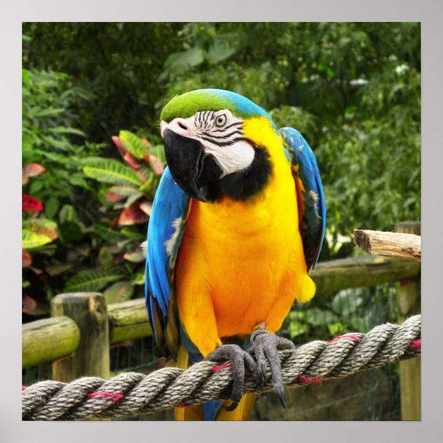 Póster Loro de Macao (Frente)