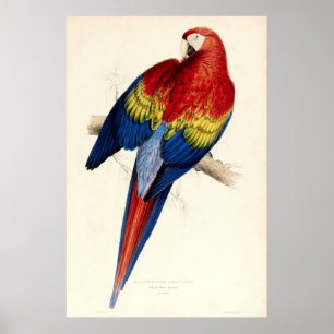 Póster Loro de Macao rojo y amarillo vintage de Edward Le