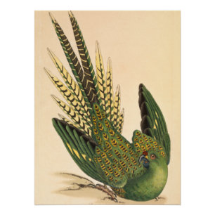 Póster Loro de tierra de James Sowerby, Psittacus terrest