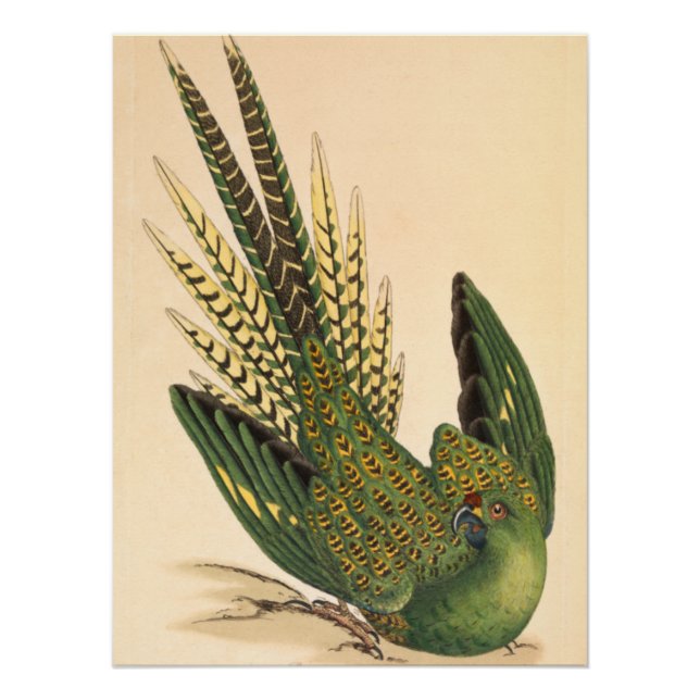 Póster Loro de tierra de James Sowerby, Psittacus terrest (Anverso)