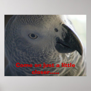 Póster Loro del gris africano