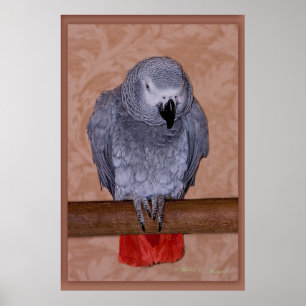 Póster Loro del gris africano