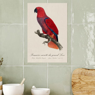 Póster Loro Eclecto de Vosmaer, Eclectus Roratus Vosmaeri