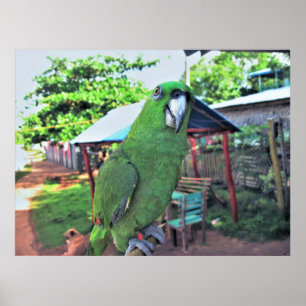 Póster Loro en un palo