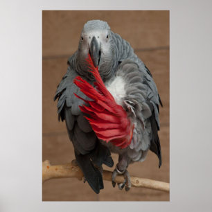 Póster Loro gris