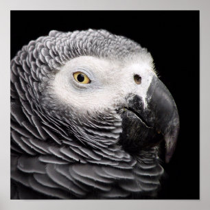 Póster Loro gris africano