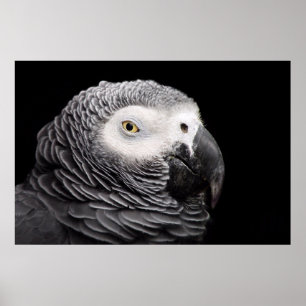 Póster Loro gris africano