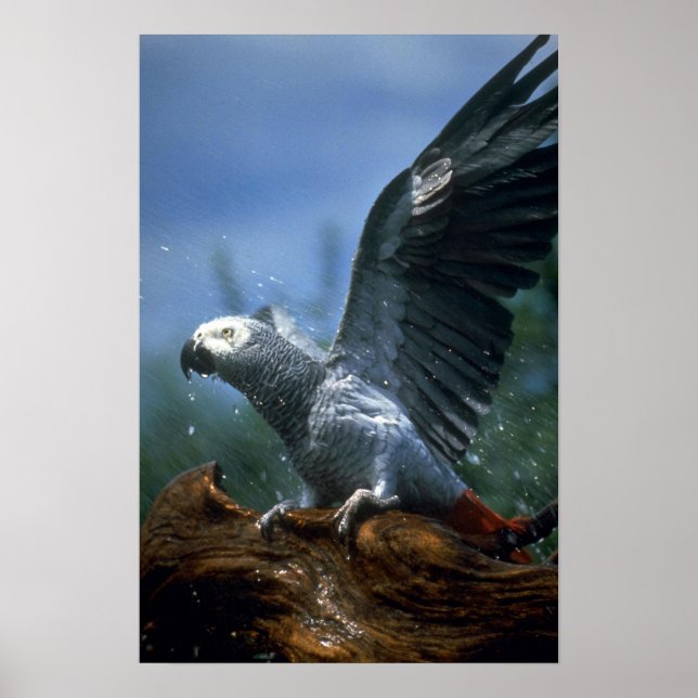 Póster Loro gris africano en la ducha de mangueras (Frente)
