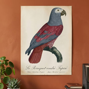 Póster Loro Gris Africano Factor Rojo Psittacus Erithacus