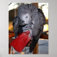 Loro gris africano flexible del Congo con cola roj
