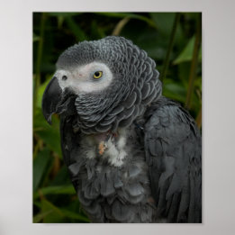 Póster Loro gris africano - Fotografía de aves