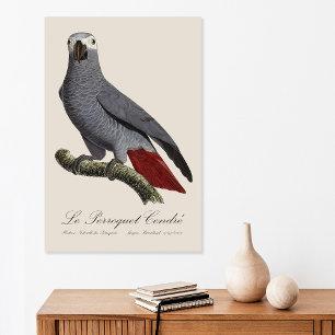 Póster Loro gris africano, Psittacus erithacus, vintage