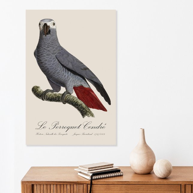 Póster Loro gris africano, Psittacus erithacus, vintage (Le Perroquet Cendre - 19th century illustration. Poster)