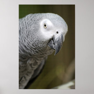 Póster loro gris lindo