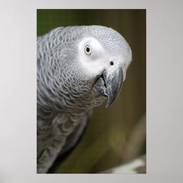 Póster loro gris lindo (Frente)