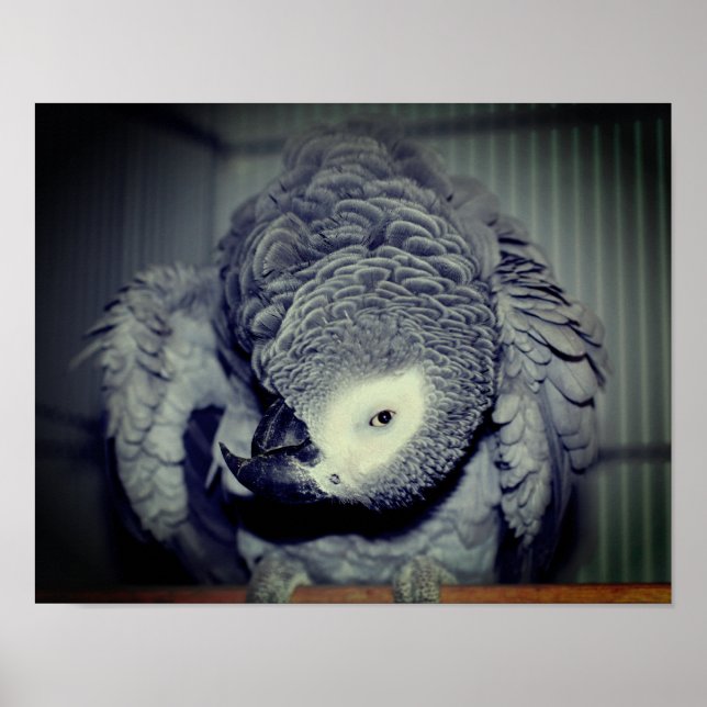 Póster Loro gris negro (Frente)