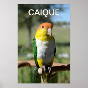 Póster Loro hinchado blanco del caique