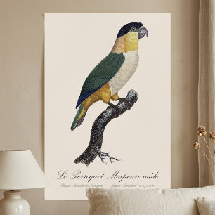 Póster Loro Macho de Cabeza Negra, Pionites Melanocephalu
