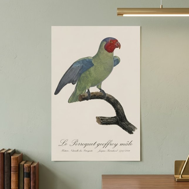 Póster Loro mejilla roja macho, Geoffroyus geoffroyi (Male Red-Cheeked Parrot, Geoffroyus geoffroyi. Poster)