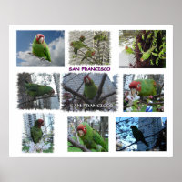 Loro salvaje del Poster de S.F.