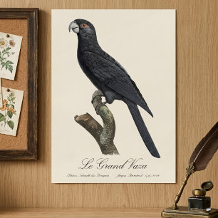 Póster Loro Vasa Mayor, Coracopsis Vasa Ilustración