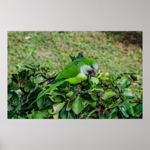 Póster Loro verde