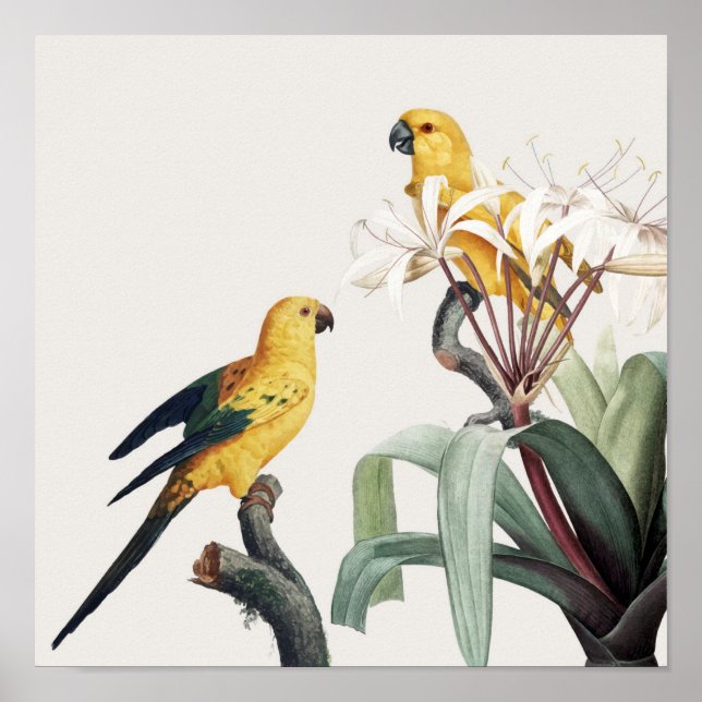 Póster loros (Frente)