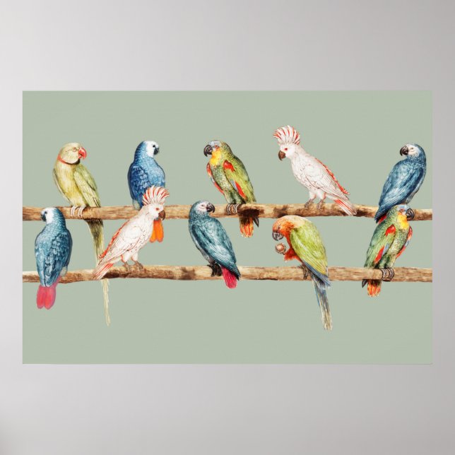 Póster loros (Frente)