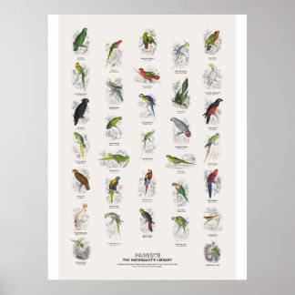 Póster Loros - Biblioteca del Naturalista