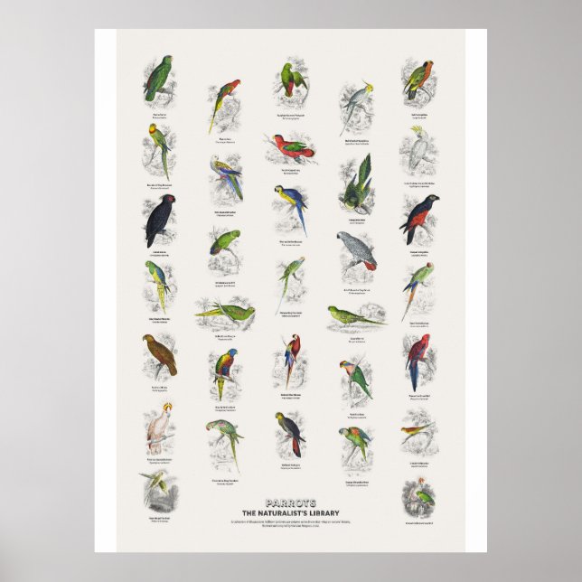 Póster Loros - Biblioteca del Naturalista (Frente)