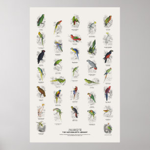 Póster Loros - Biblioteca del Naturalista