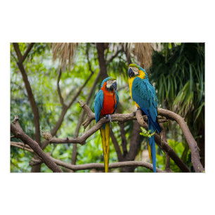 Póster Loros Guacamayos Coloridos Posados Juntos