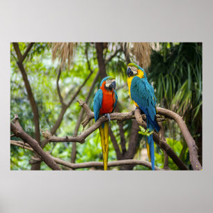 Póster Loros Guacamayos Coloridos Posados Juntos