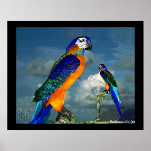 PÓSTER LOROS HIPER / ARA AZUL