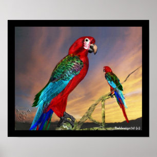 PÓSTER LOROS HIPER / ARA ROJA