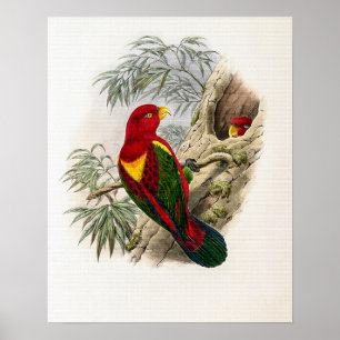 Póster Lory Amarillo Antiguo por John Gould