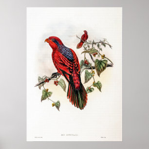 Póster Lory azul rayado vintage de John Gould