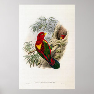 Póster Lory de John Gould, un viejo manchado amarillo