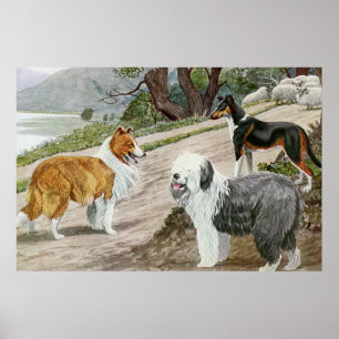 Póster Los amantes del perro vintage Art Collie Trio