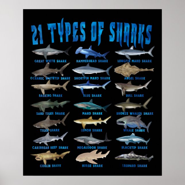 Póster Los Amantes Del Tiburón Aman 21 Tipos De Animales  (Frente)