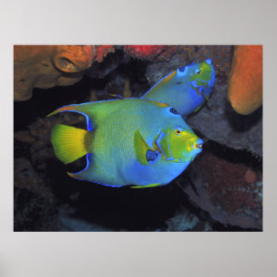Póster Los ángeles de reina de Cozumel