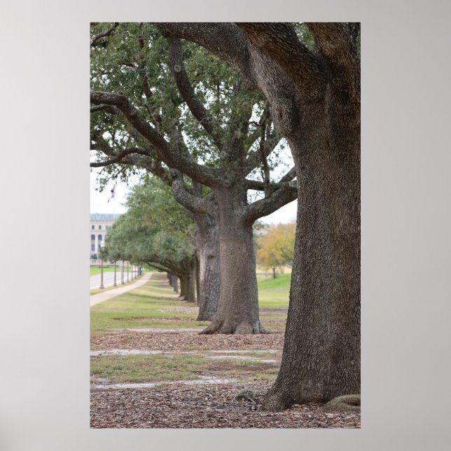 Póster Los árboles de Texas A&M (Frente)