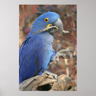 Póster Los azules